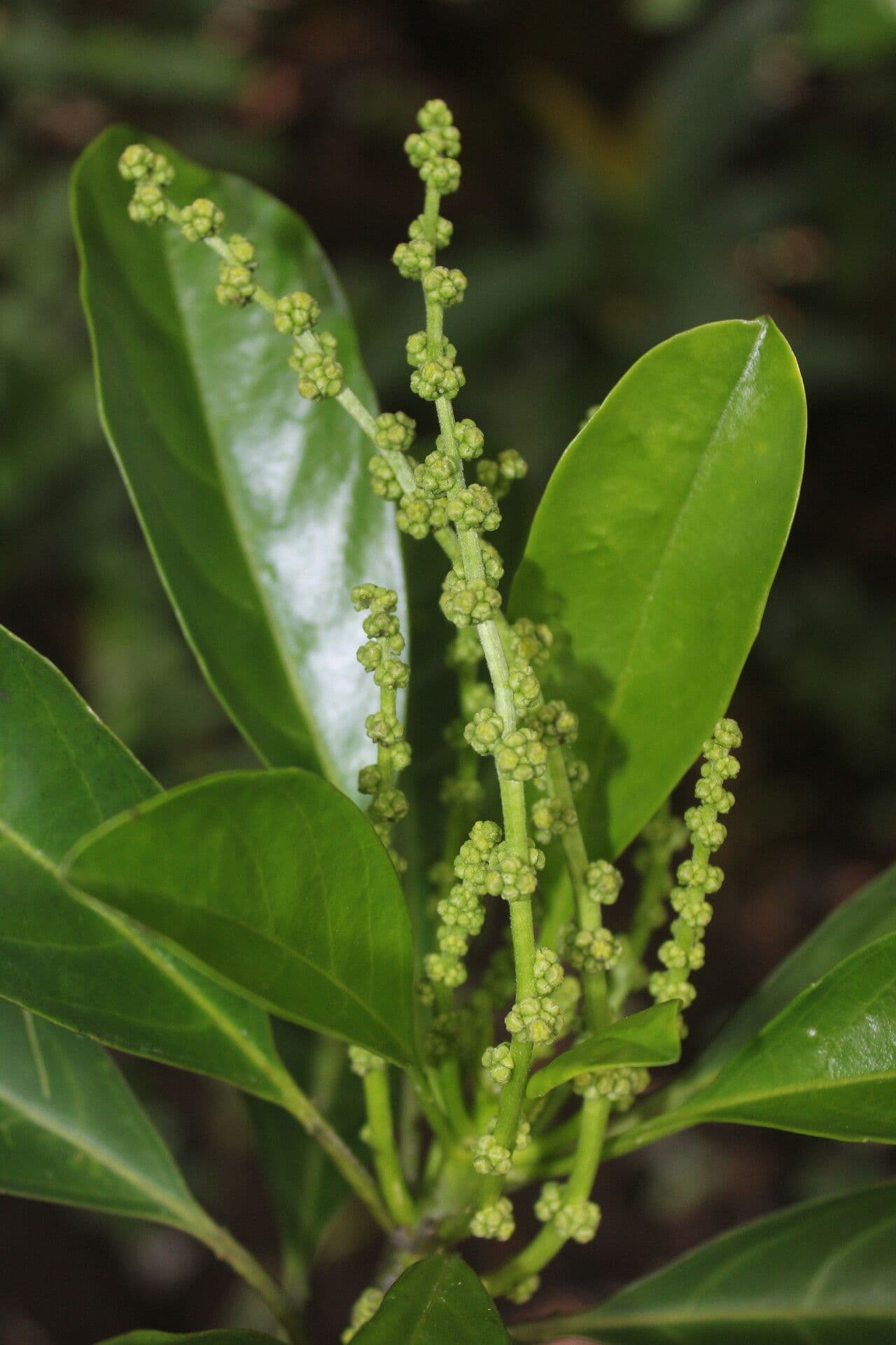 Tetrorchidium 10
