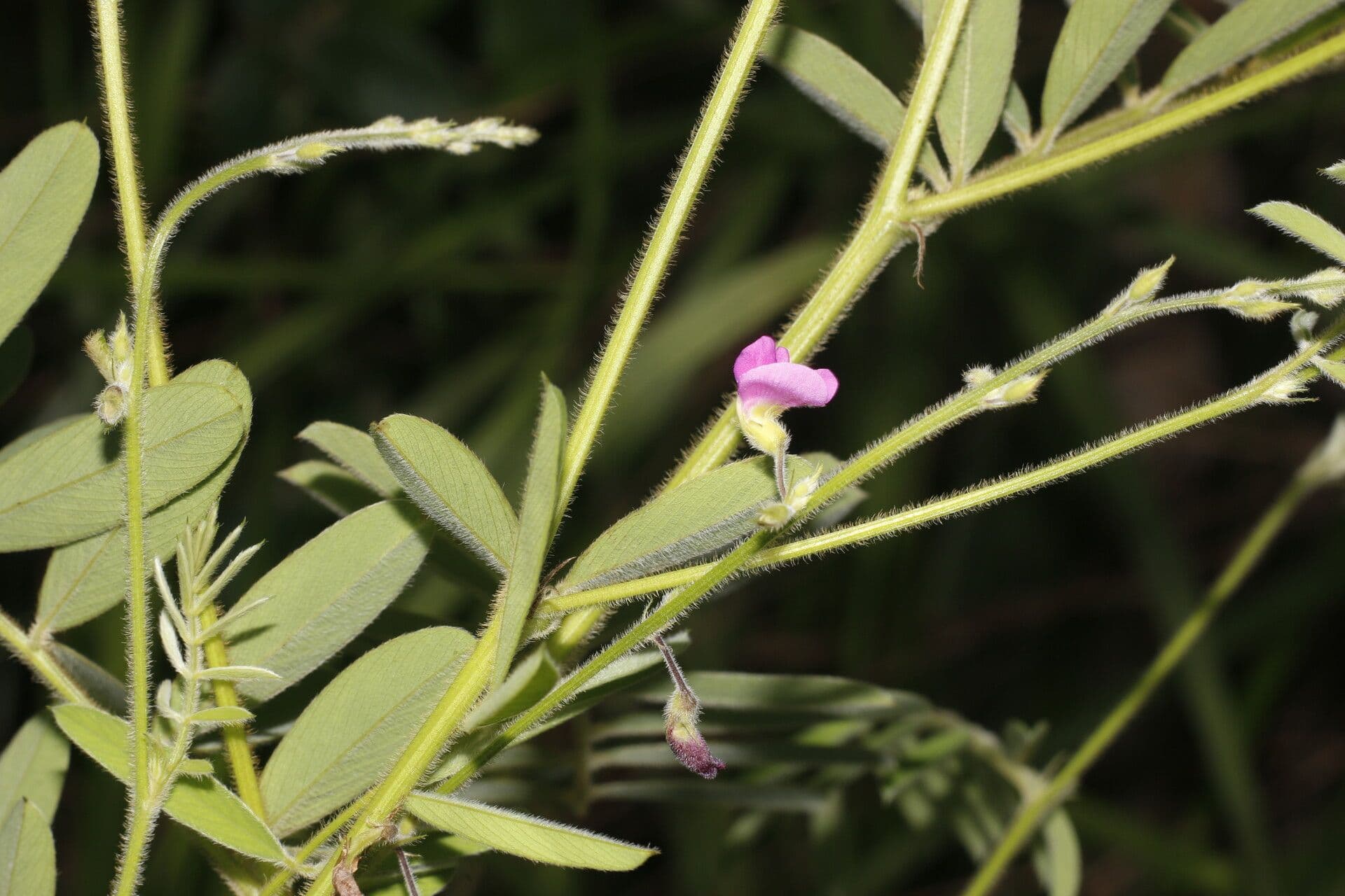 Tephrosia vicioides 4