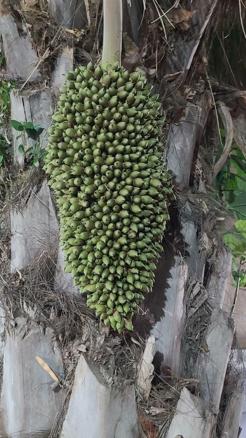 Attalea phalerata