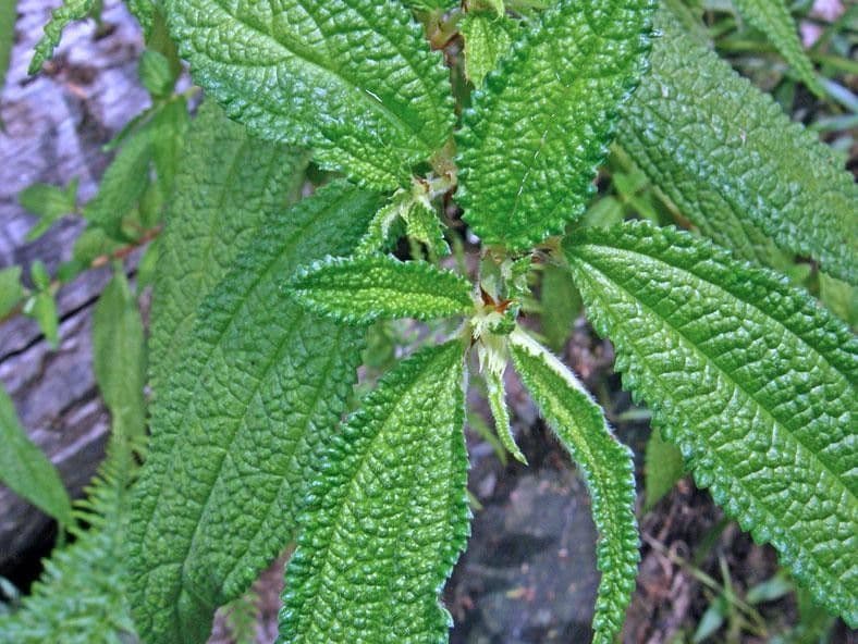Boehmeria