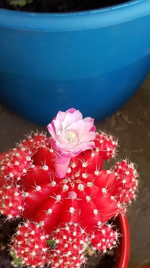Cactus lunare 7