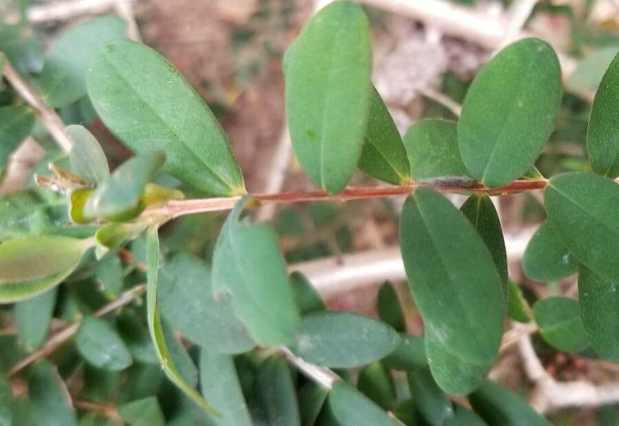 Teebaum 11