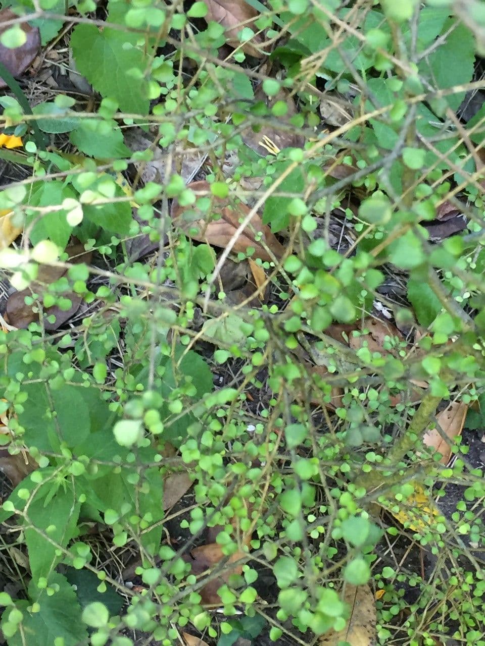 Pittosporum obcordato