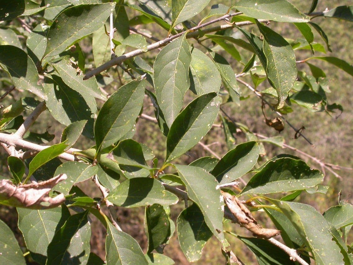 Forestiera 10