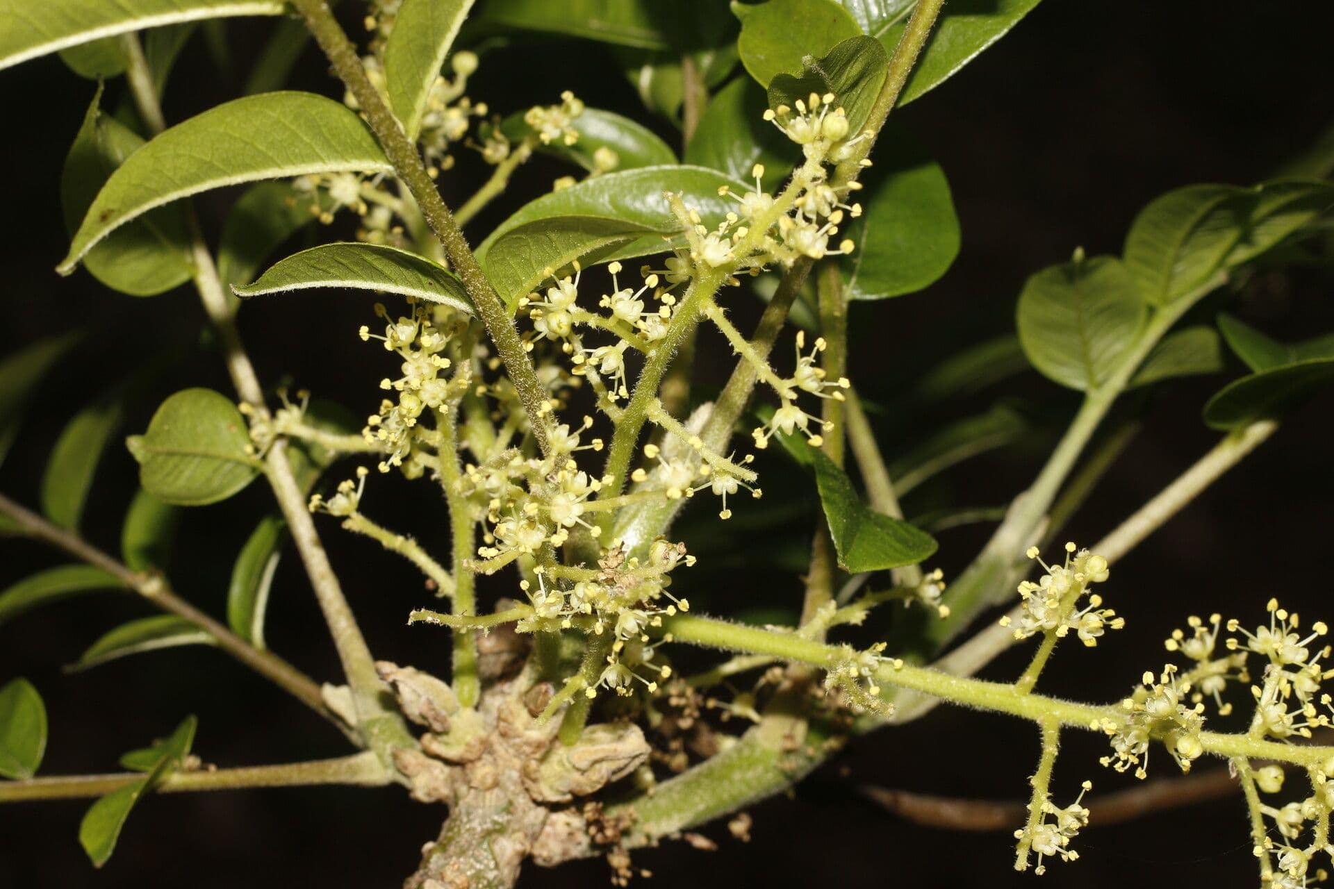 Zanthoxylum 8