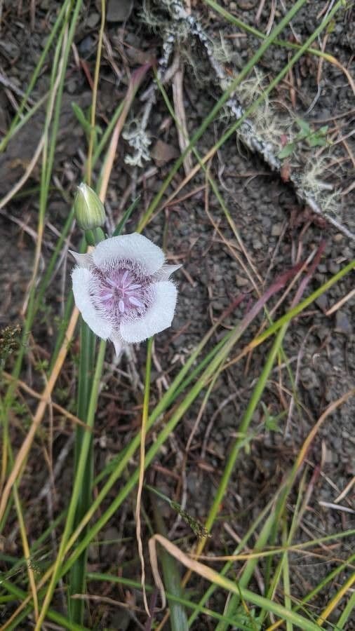 Calochortus 5