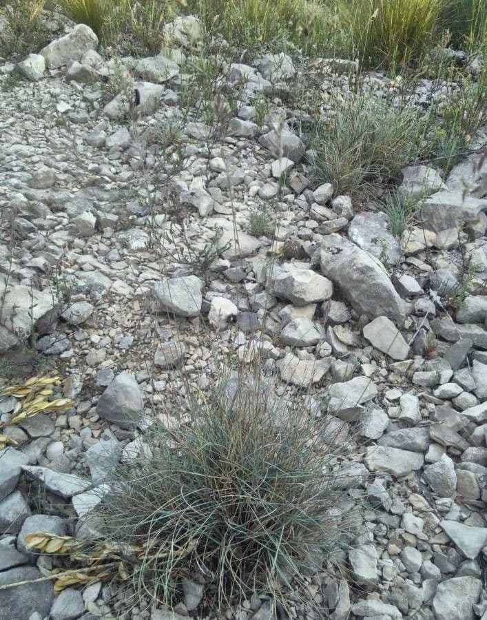 Festuca occitana 6