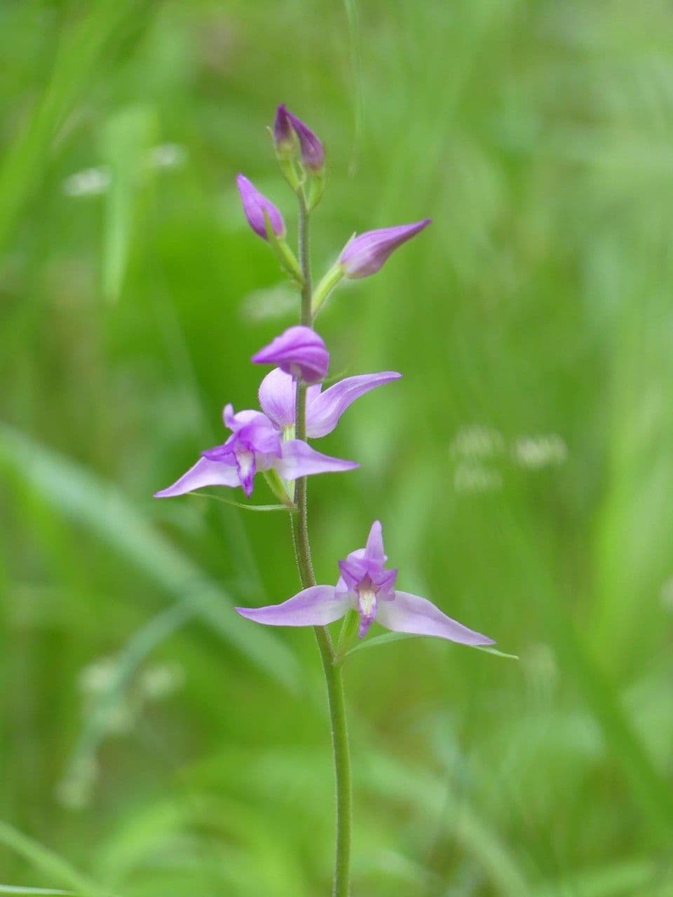 Cefalantera roja 6
