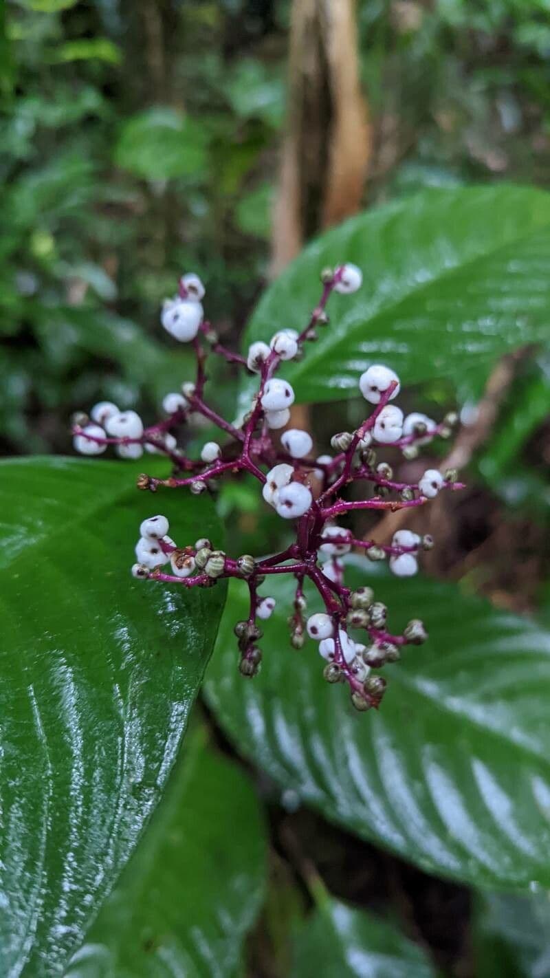 Palicourea deflexa 4