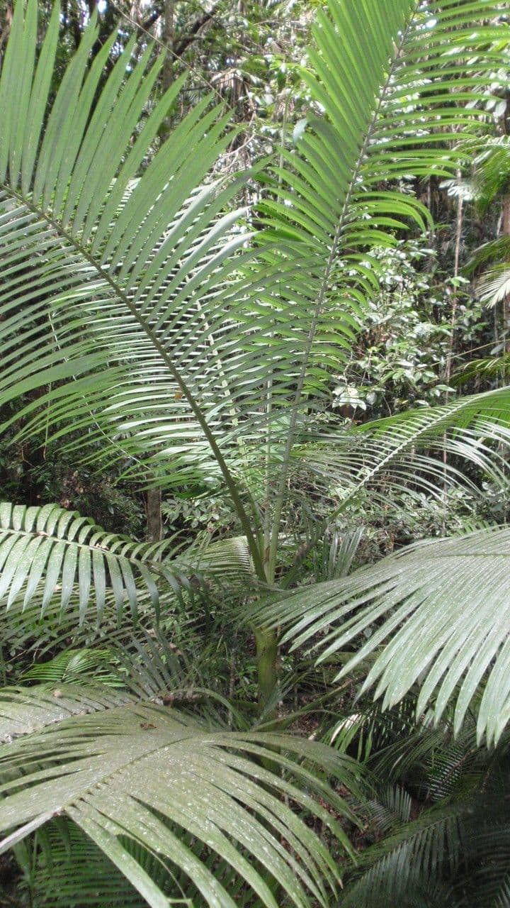 Calamus 5