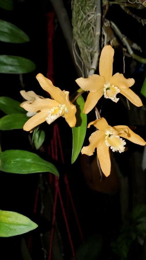 Dendrobium 7
