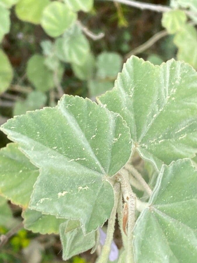 Malva subovata 19