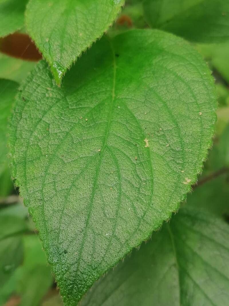 Kohleria 9