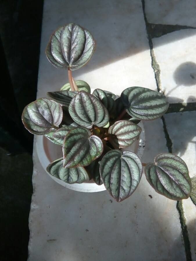Peperomia a strisce bianche 5