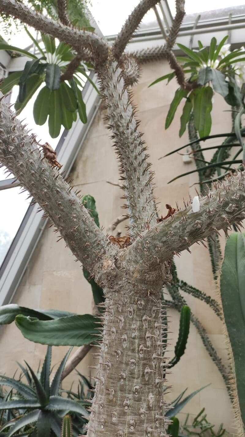 Madagaskar-Palme 19
