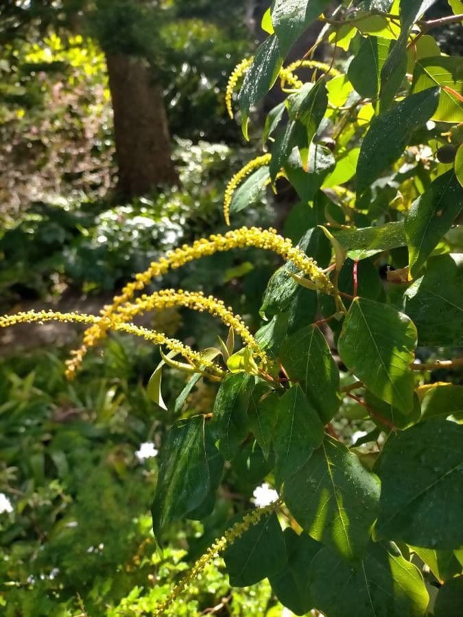 Homalanthus populifolius 9