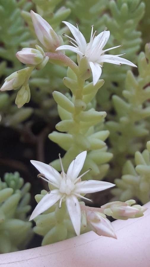 Sedum 13