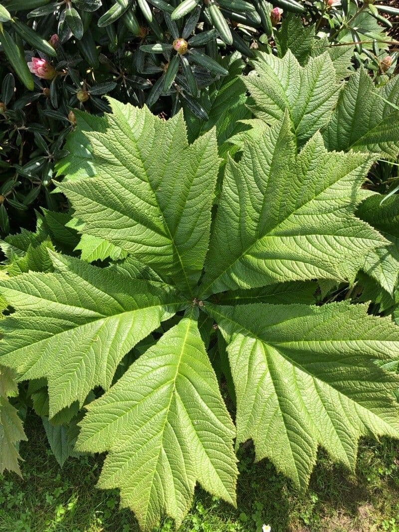 Rodgersia stopkatá 4