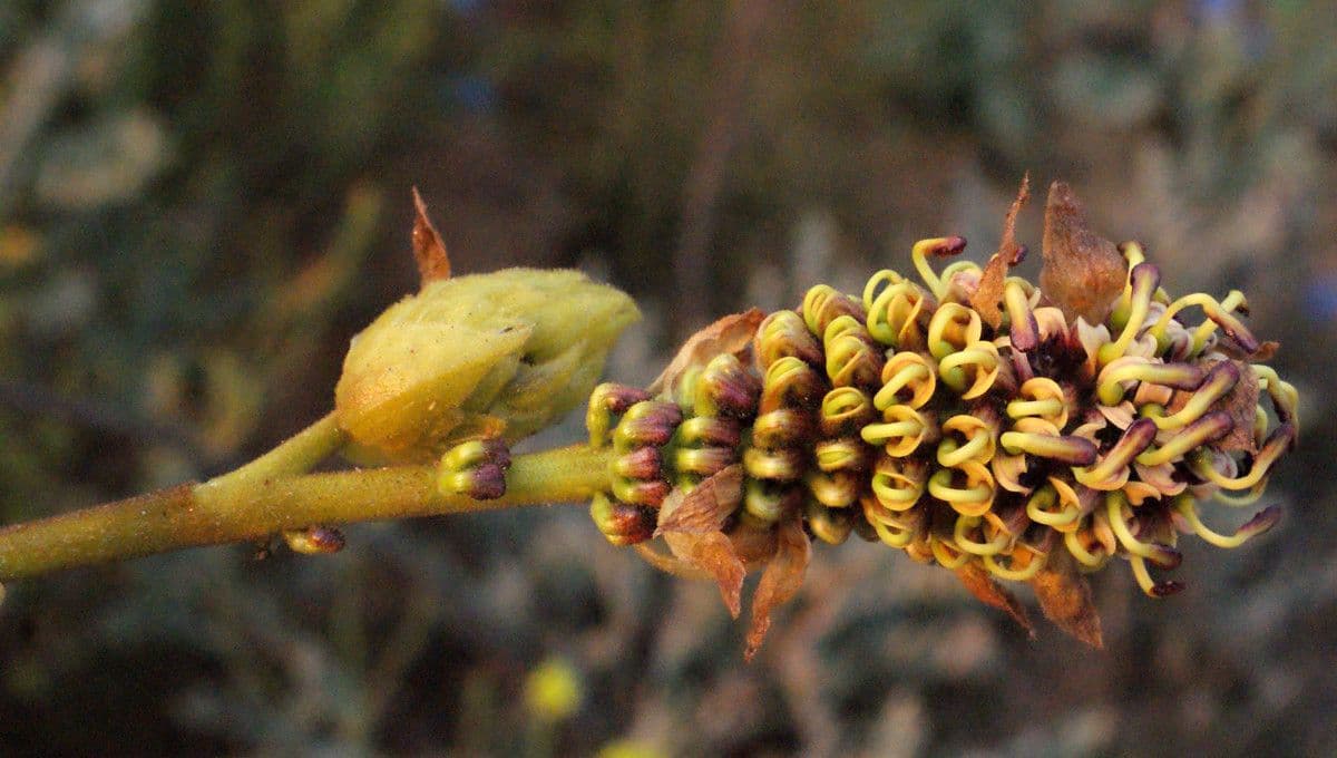 Grevillea 6