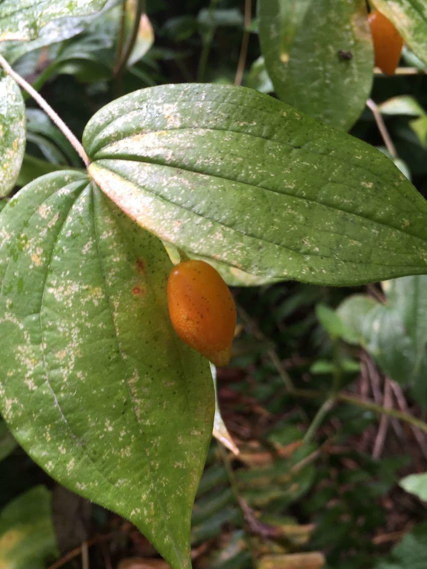 Prosartes 2