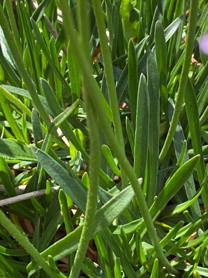 Armeria alpina 15
