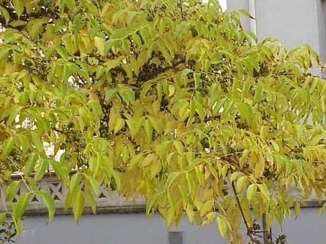 Phellodendron amurense 10