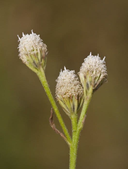 Isocarpha 3