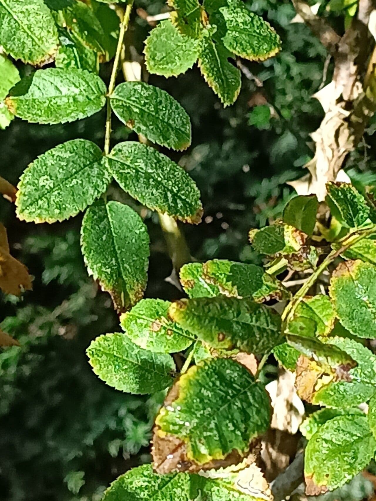 Rosa 3