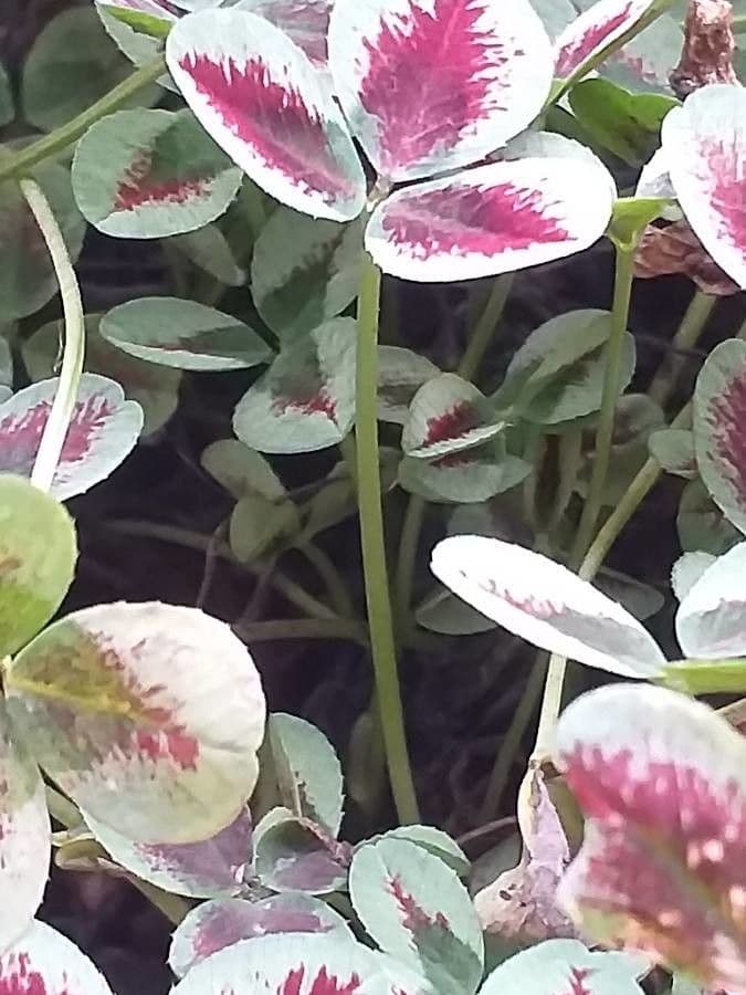 Oxalis pourpre 18