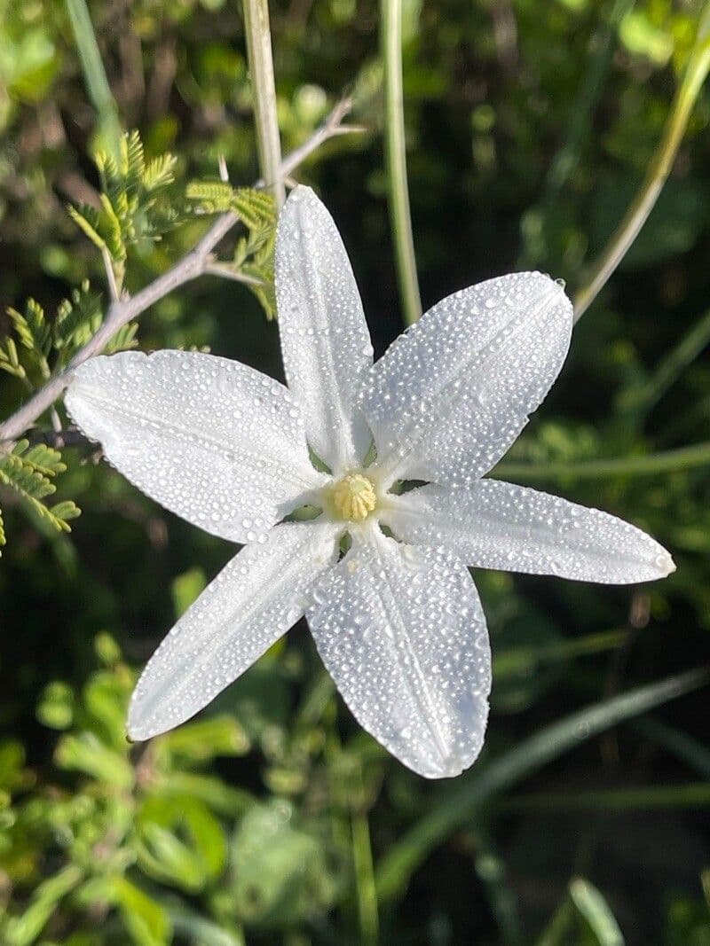 Milla biflora 3