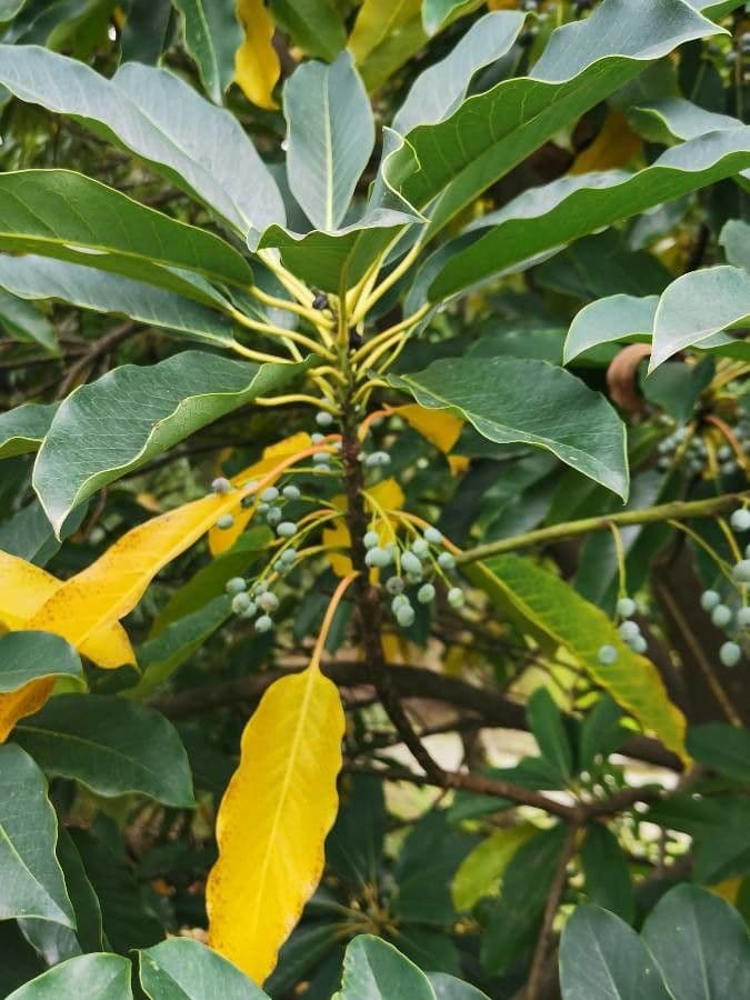 Daphniphyllum