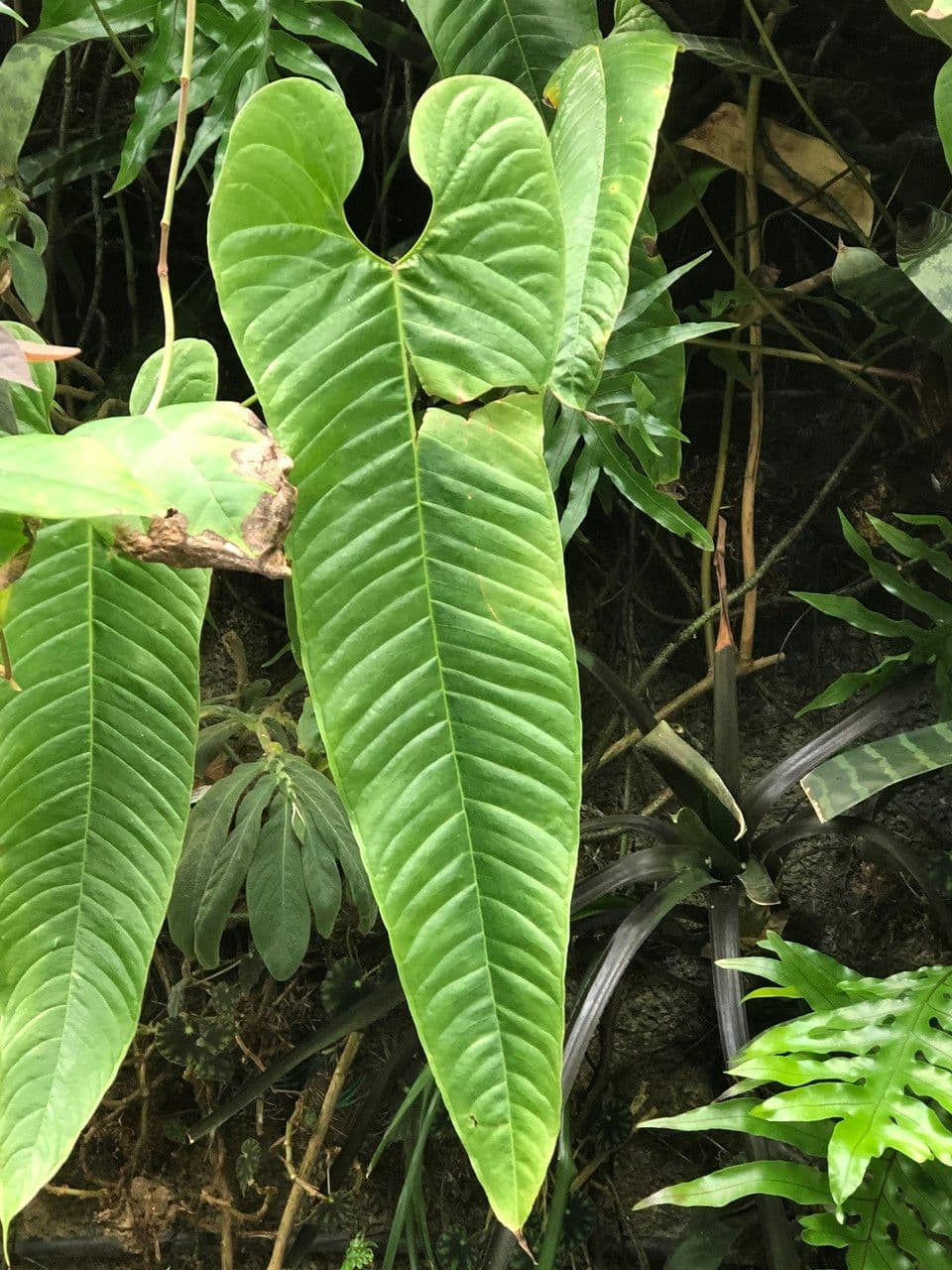 Anturio 8