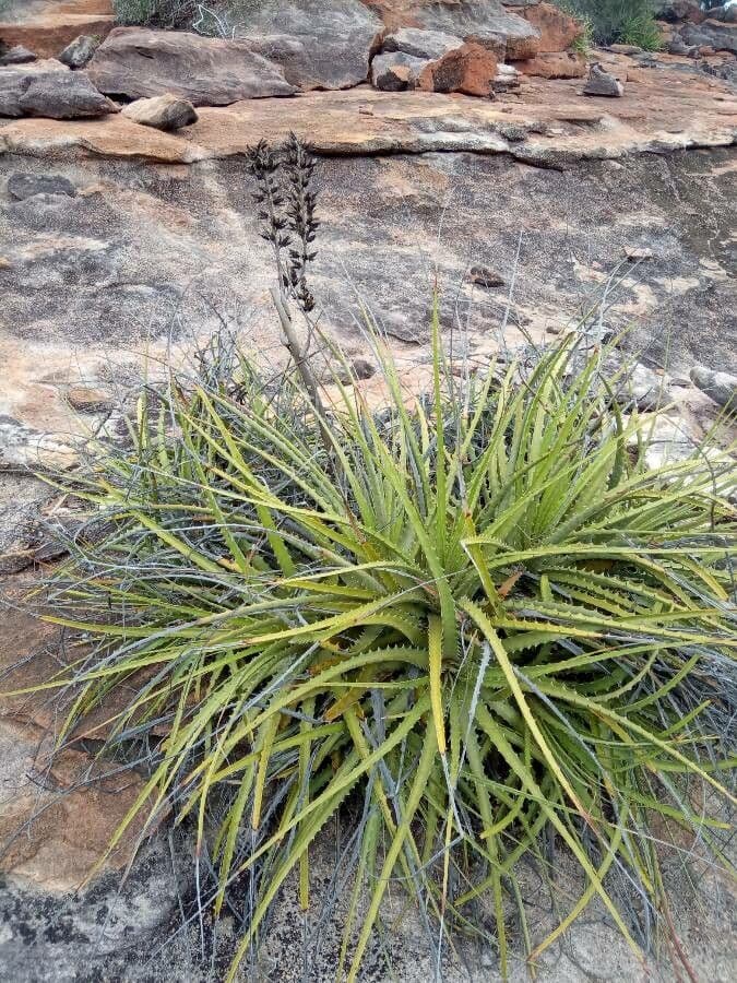 Dyckia 8