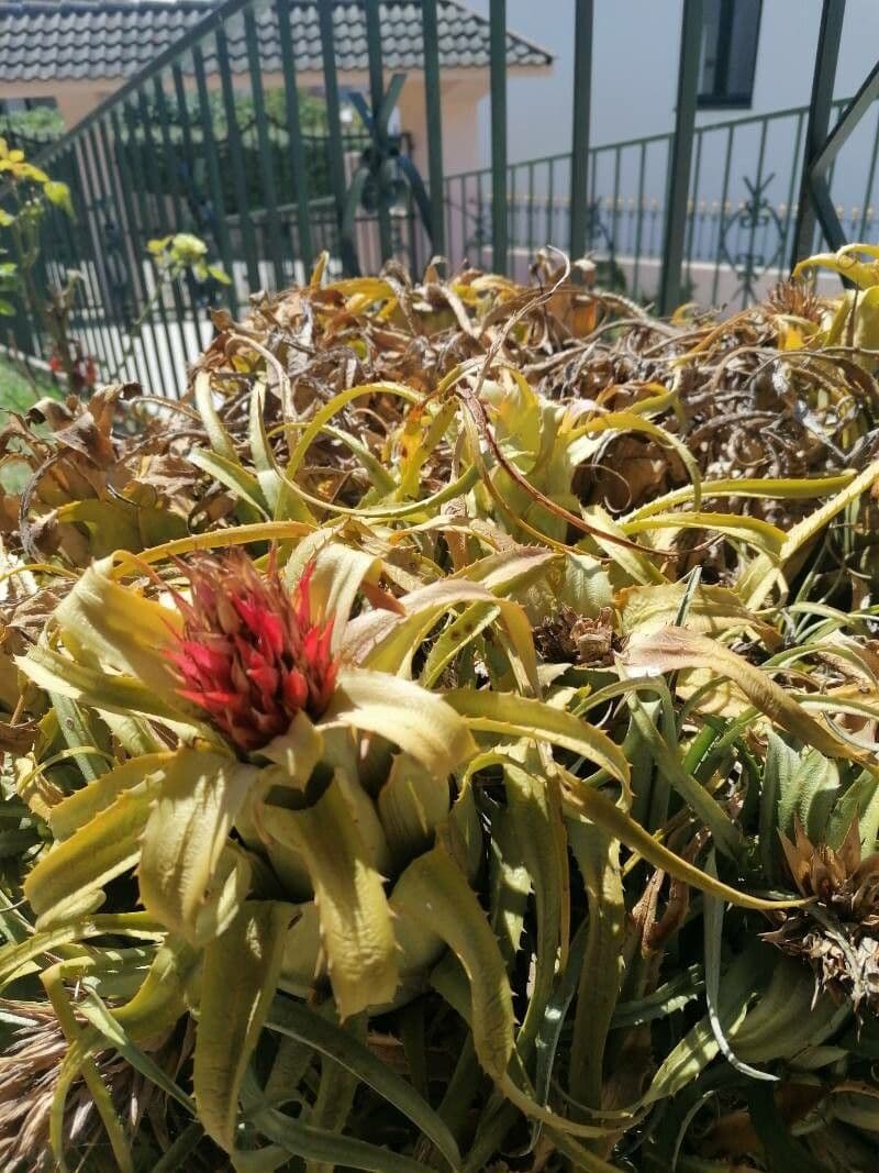 Bromelia 6