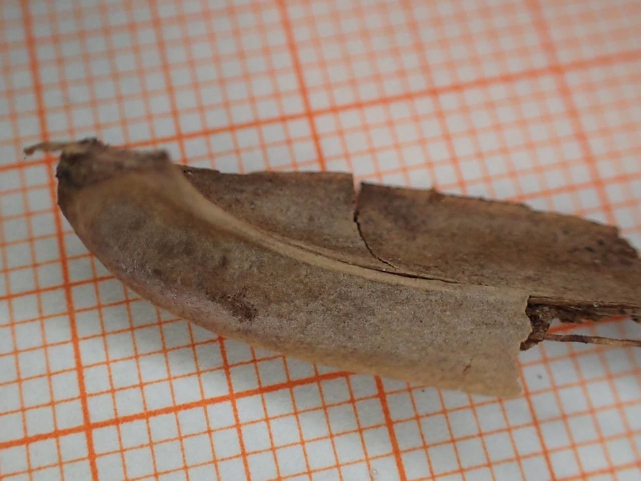 Tulipifero 26