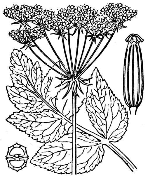 Kundmannia 25
