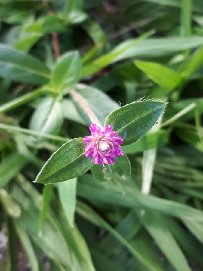 Gomphrena globuleuse 19