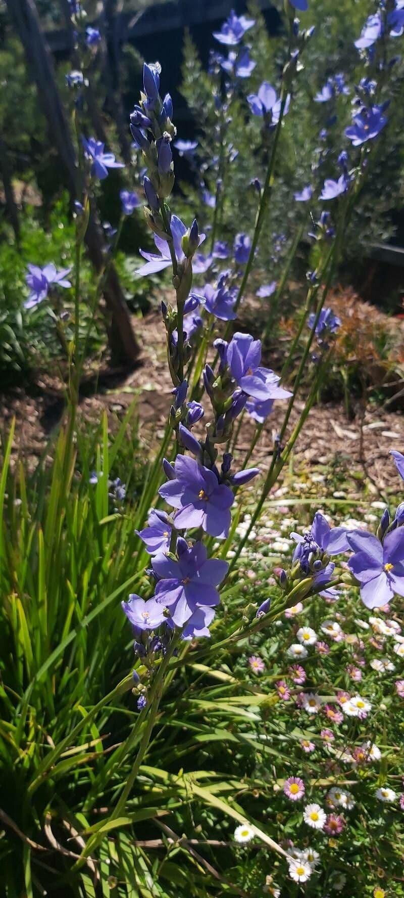 Orthrosanthus multiflorus 2