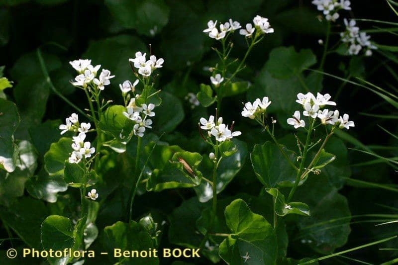 Gadia asarifolia 21