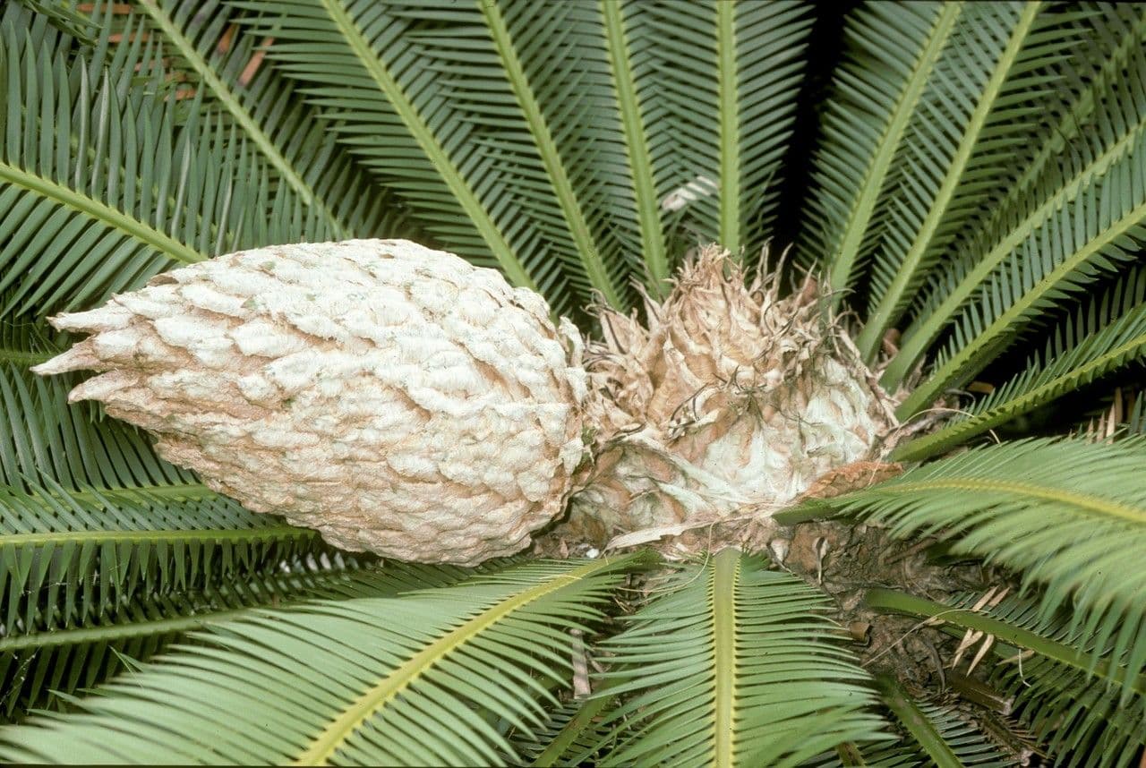 Dioon commestibile 21
