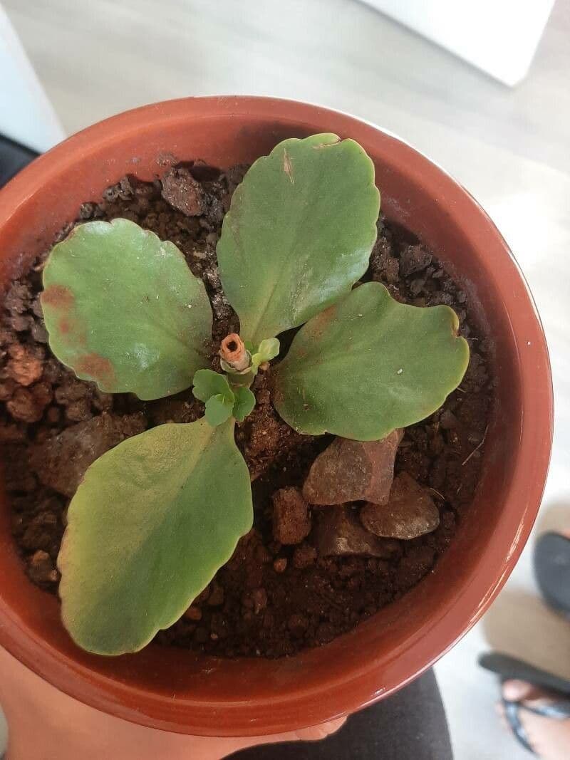 Kalanchoe 16
