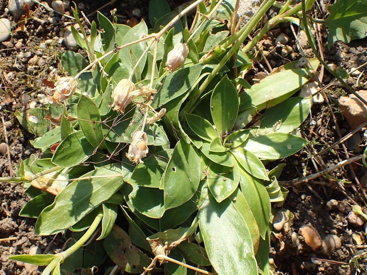 Silene 6