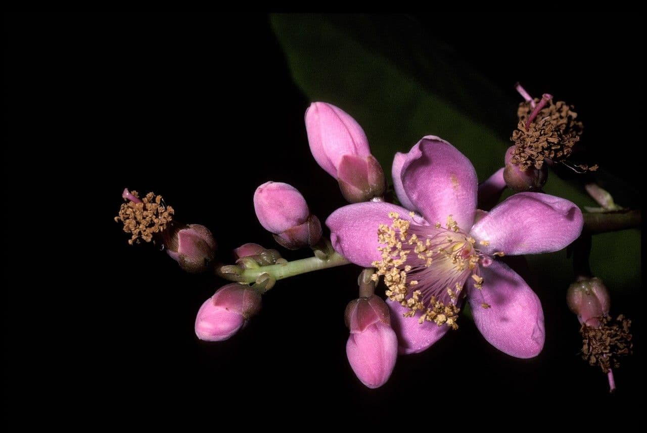 Marsh Mahurea