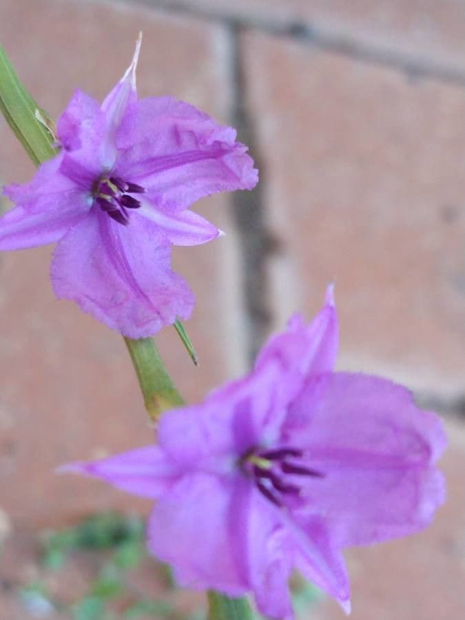 Dichopogon strictus 3