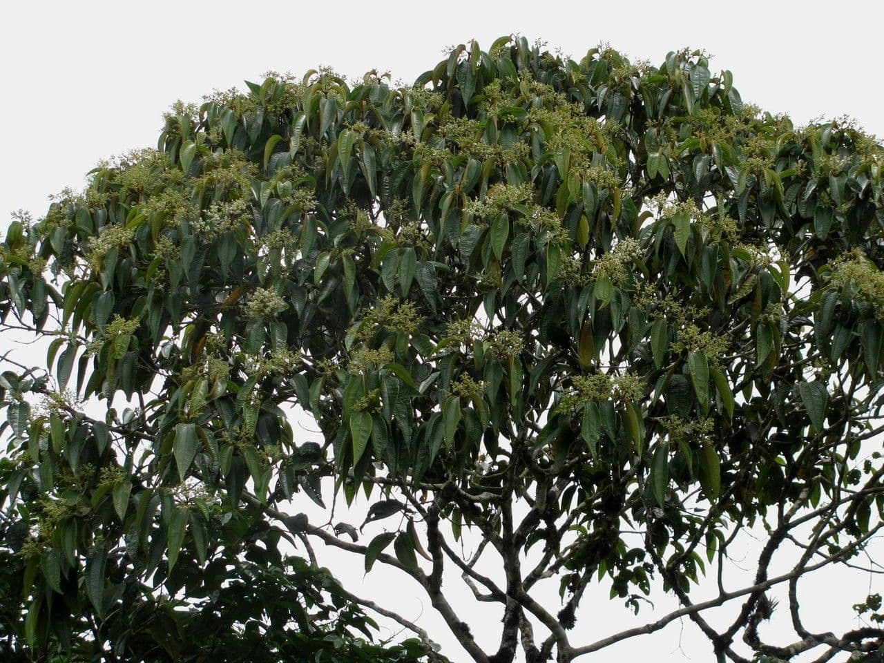 Miconia 3