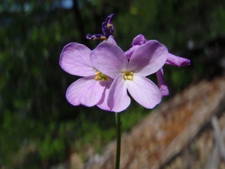 Arabis