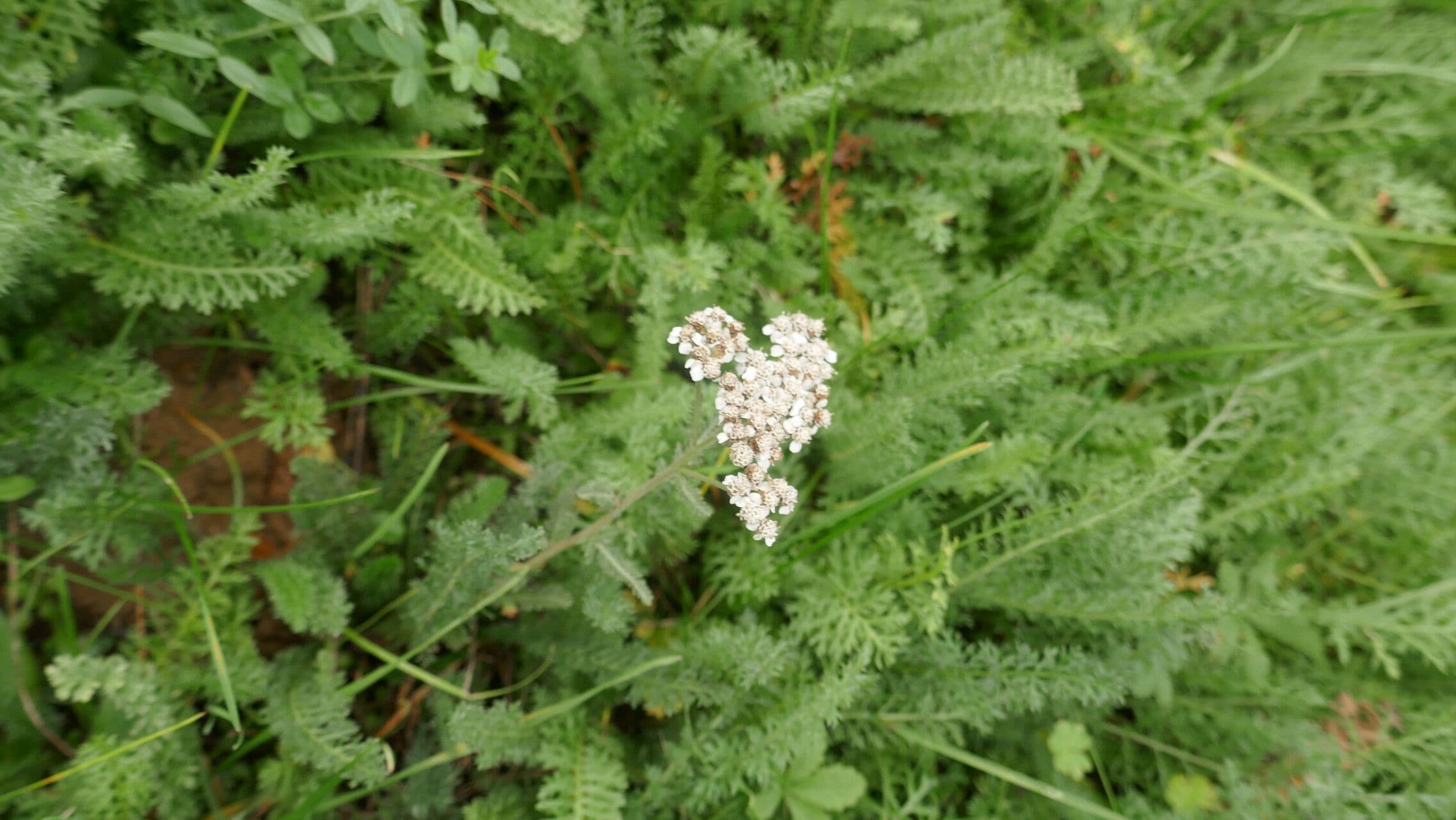 Achillée