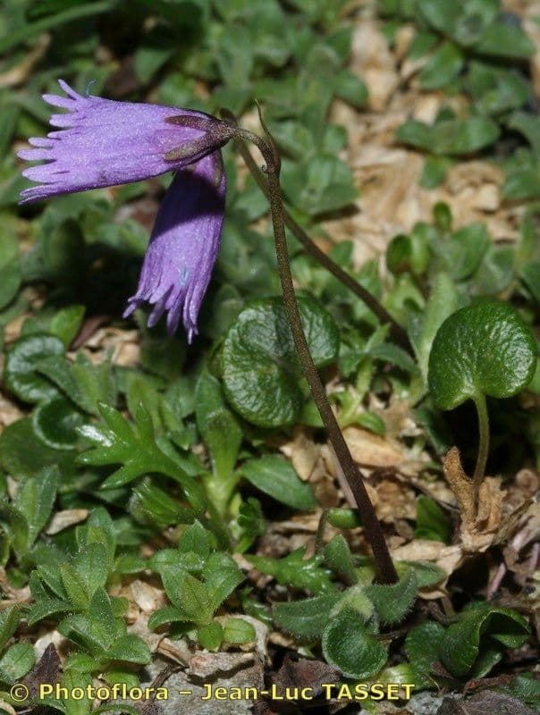 Zwerg-Glockenblume 7