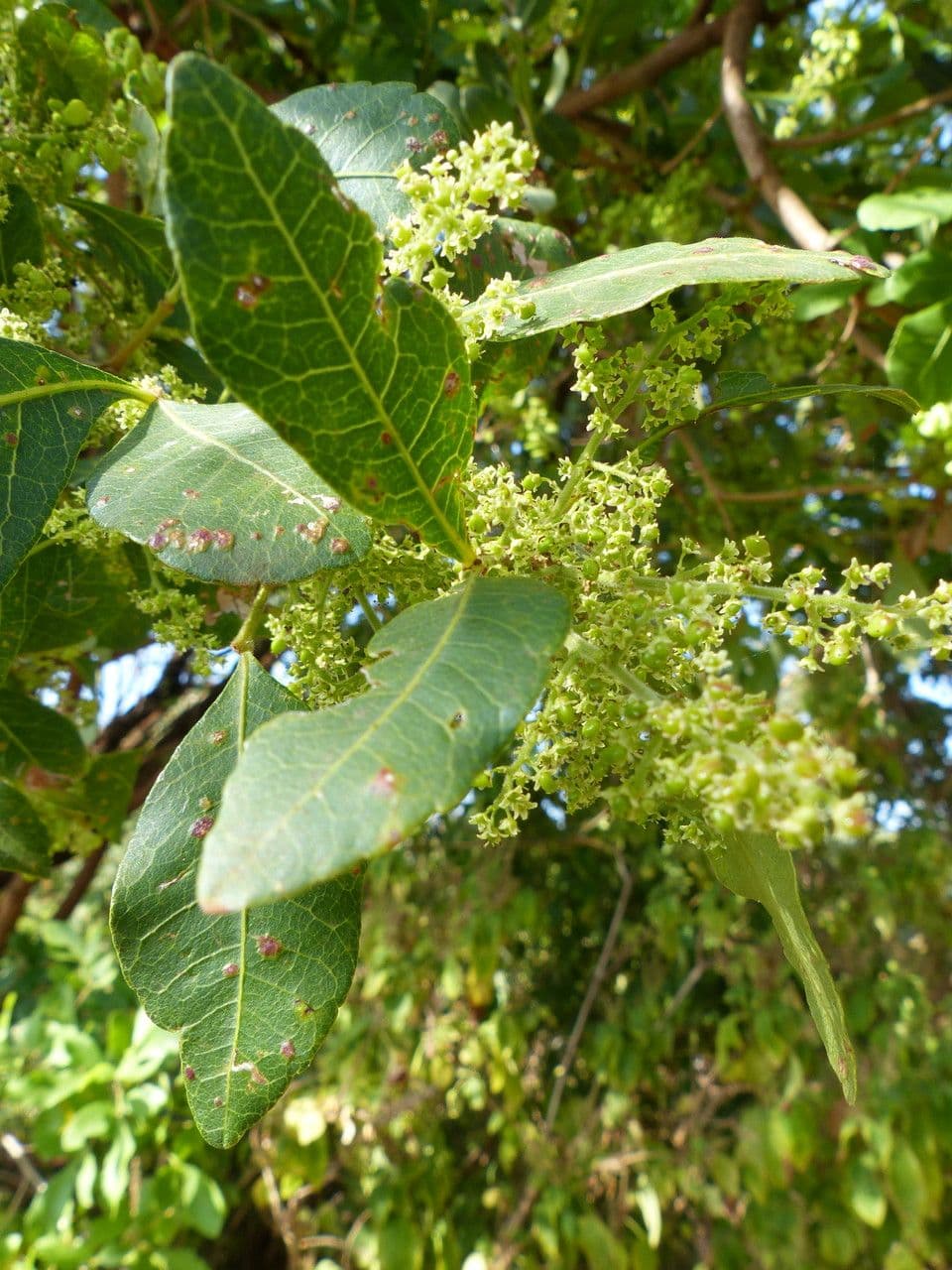 Searsia natalensis 25