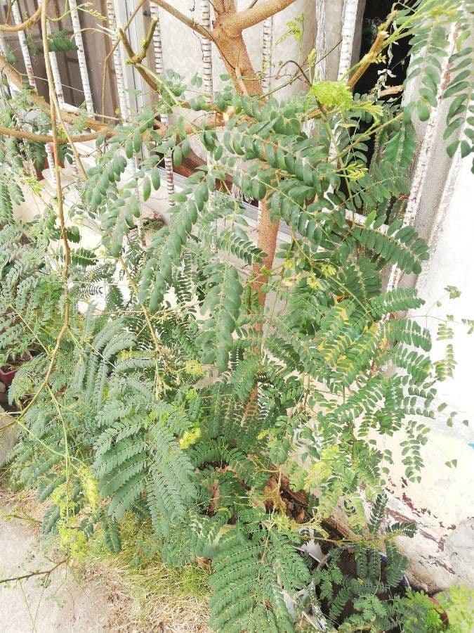 Sesbania drummondii 17